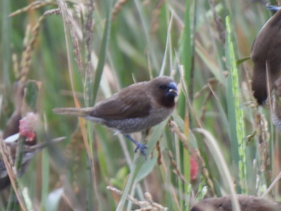 シマキンパラ - ML645327047