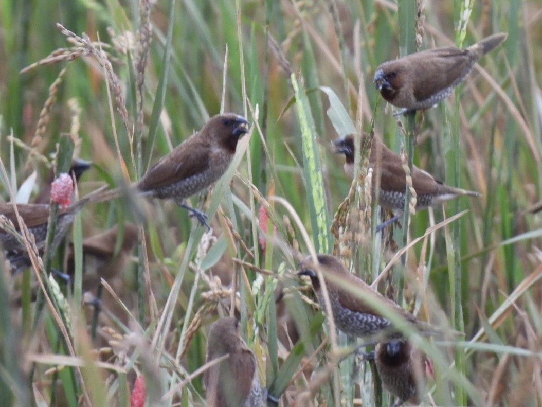 シマキンパラ - ML645327048