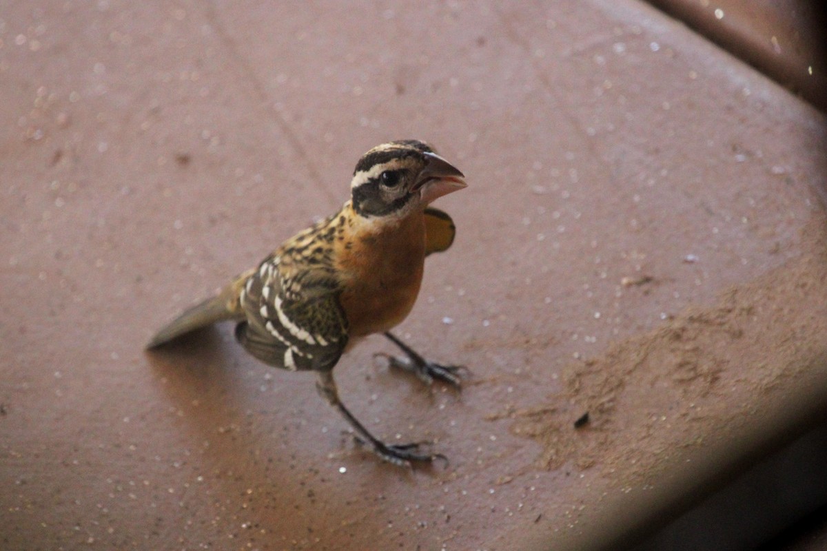 チャバライカル - ML645327049