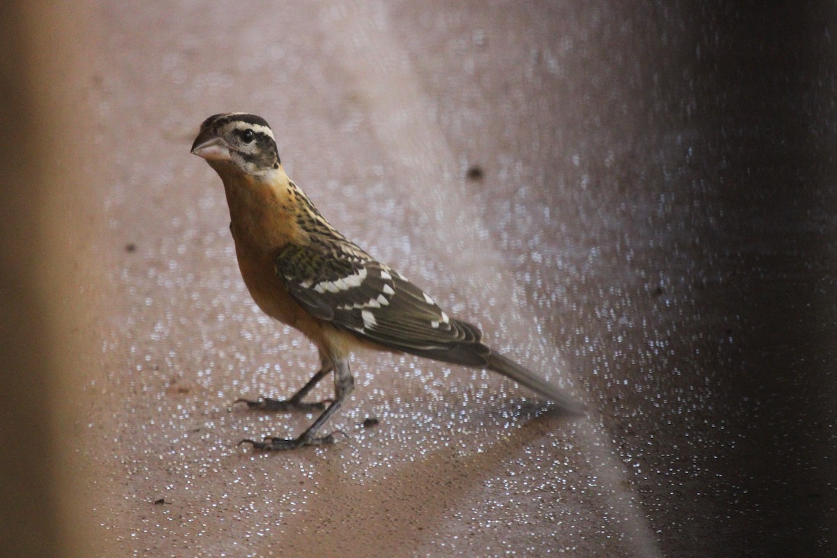 チャバライカル - ML645327050