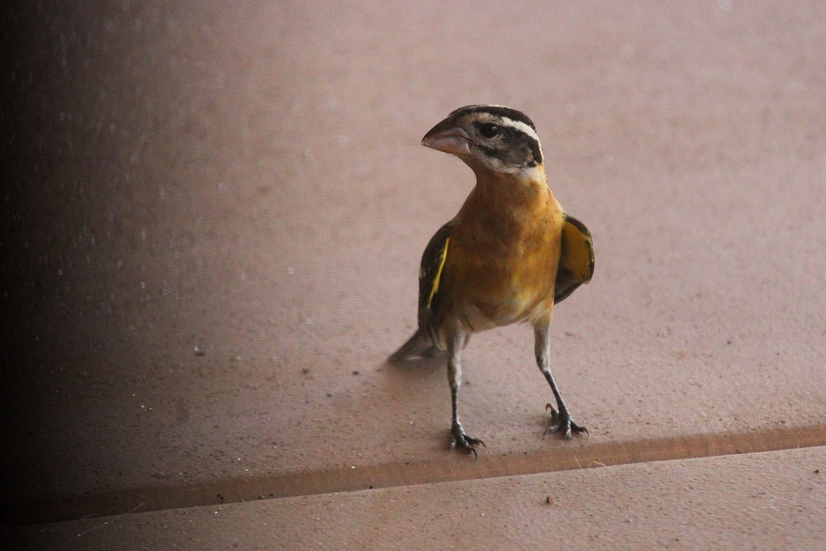 チャバライカル - ML645327051