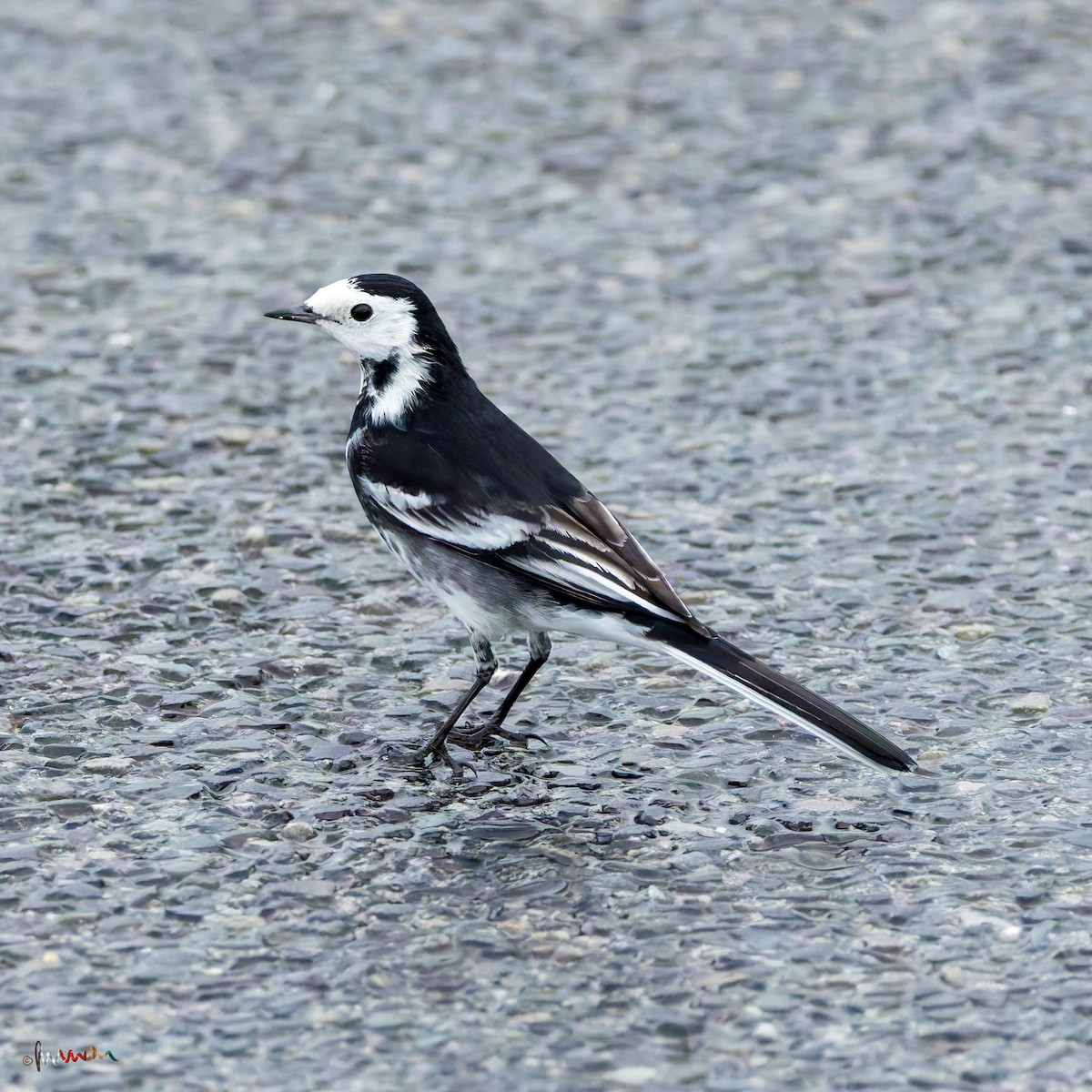 ハクセキレイ - ML645327052