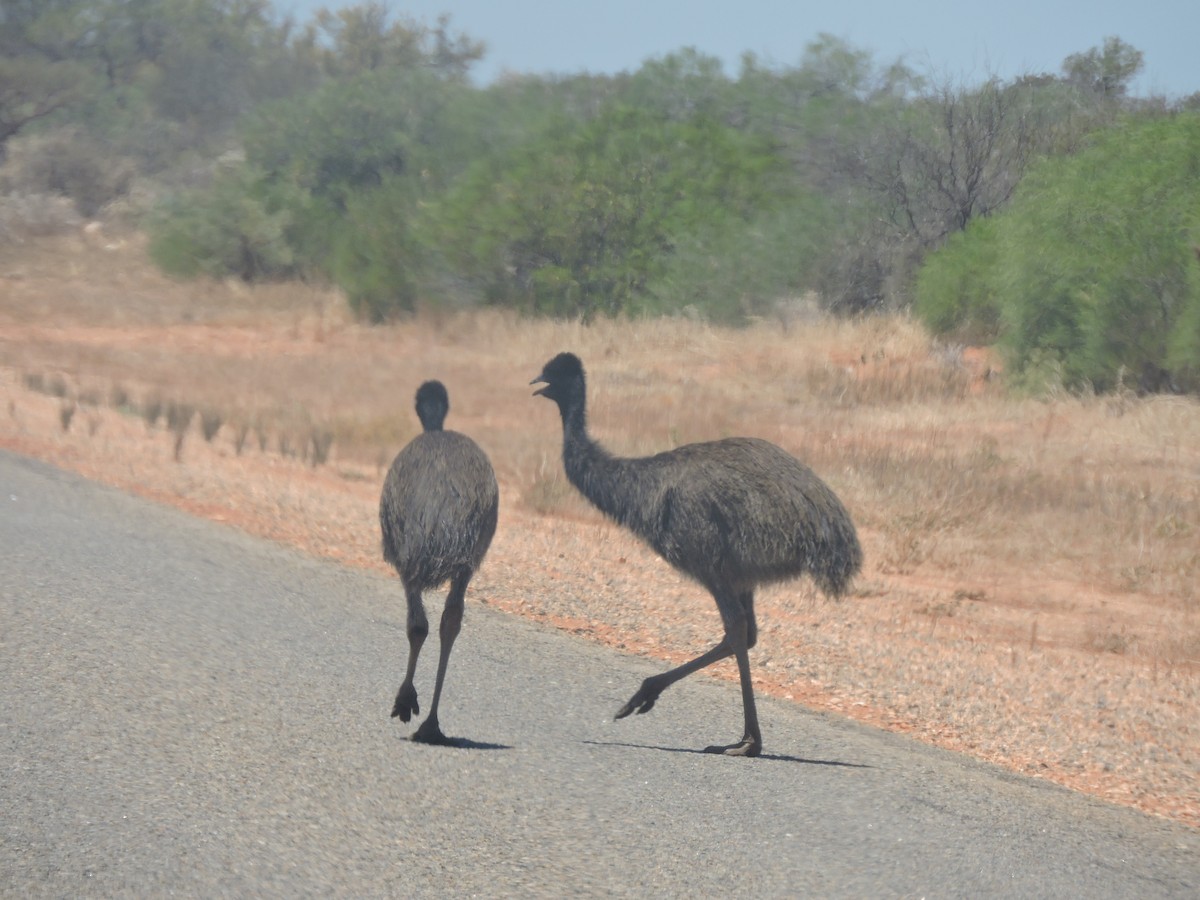 エミュー - ML645327056