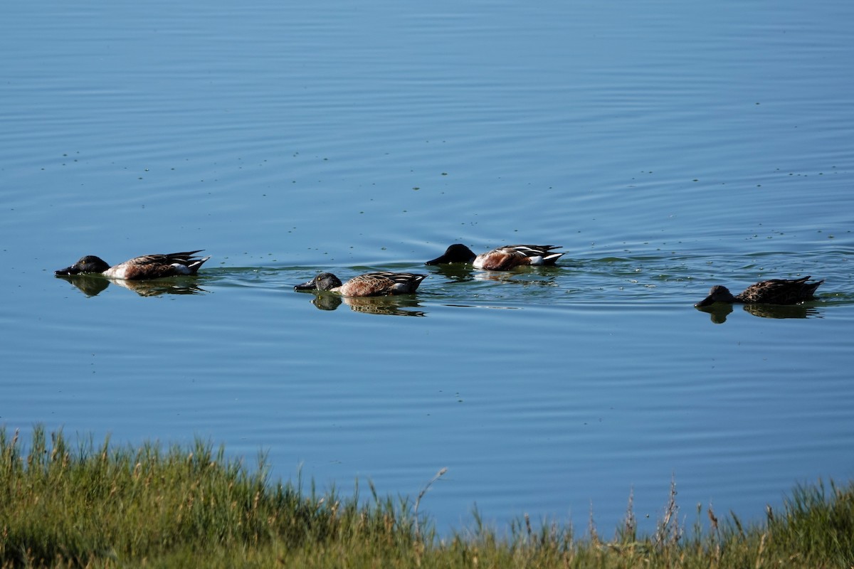 ハシビロガモ - ML645327057