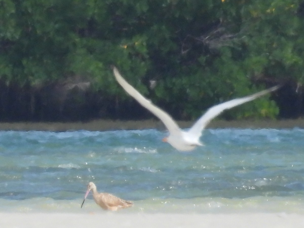 アメリカオオソリハシシギ - ML645327059