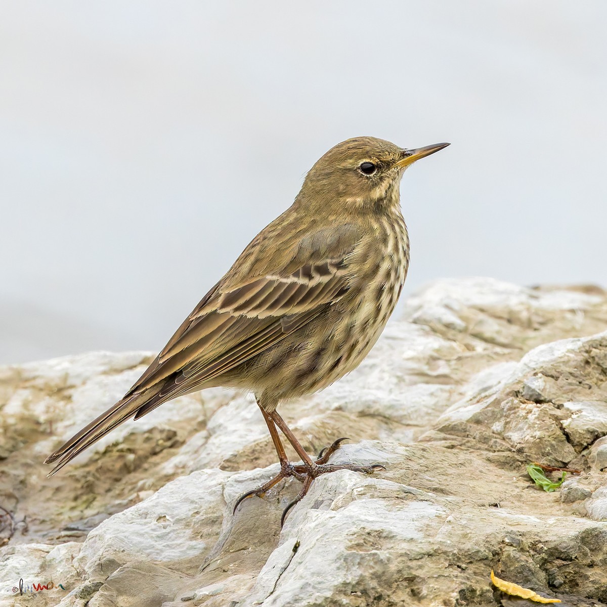 ニシヨーロッパタヒバリ - ML645327060