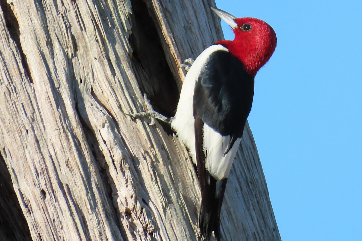 ズアカキツツキ - ML645327061