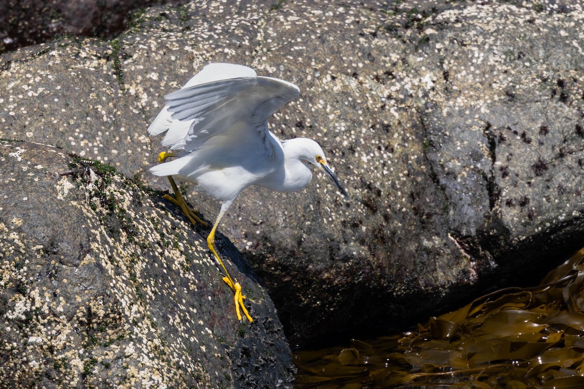 ユキコサギ - ML645327062