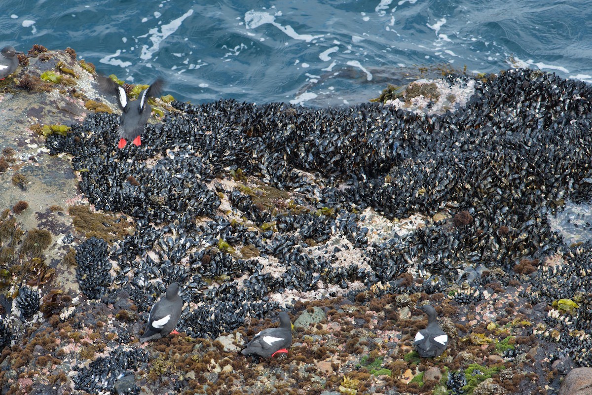 ウミバト - ML645327064