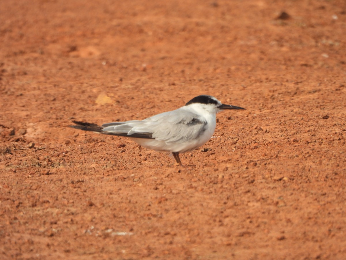 コアジサシ - ML645327065