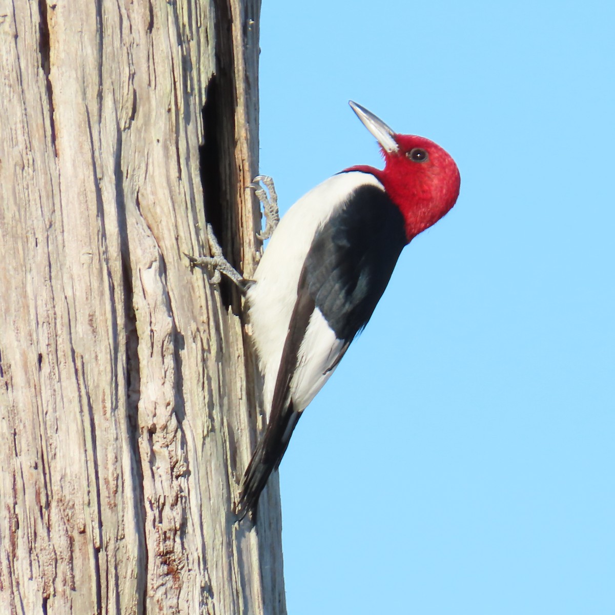 ズアカキツツキ - ML645327067