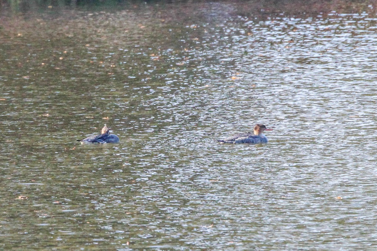 ウミアイサ - ML645327068