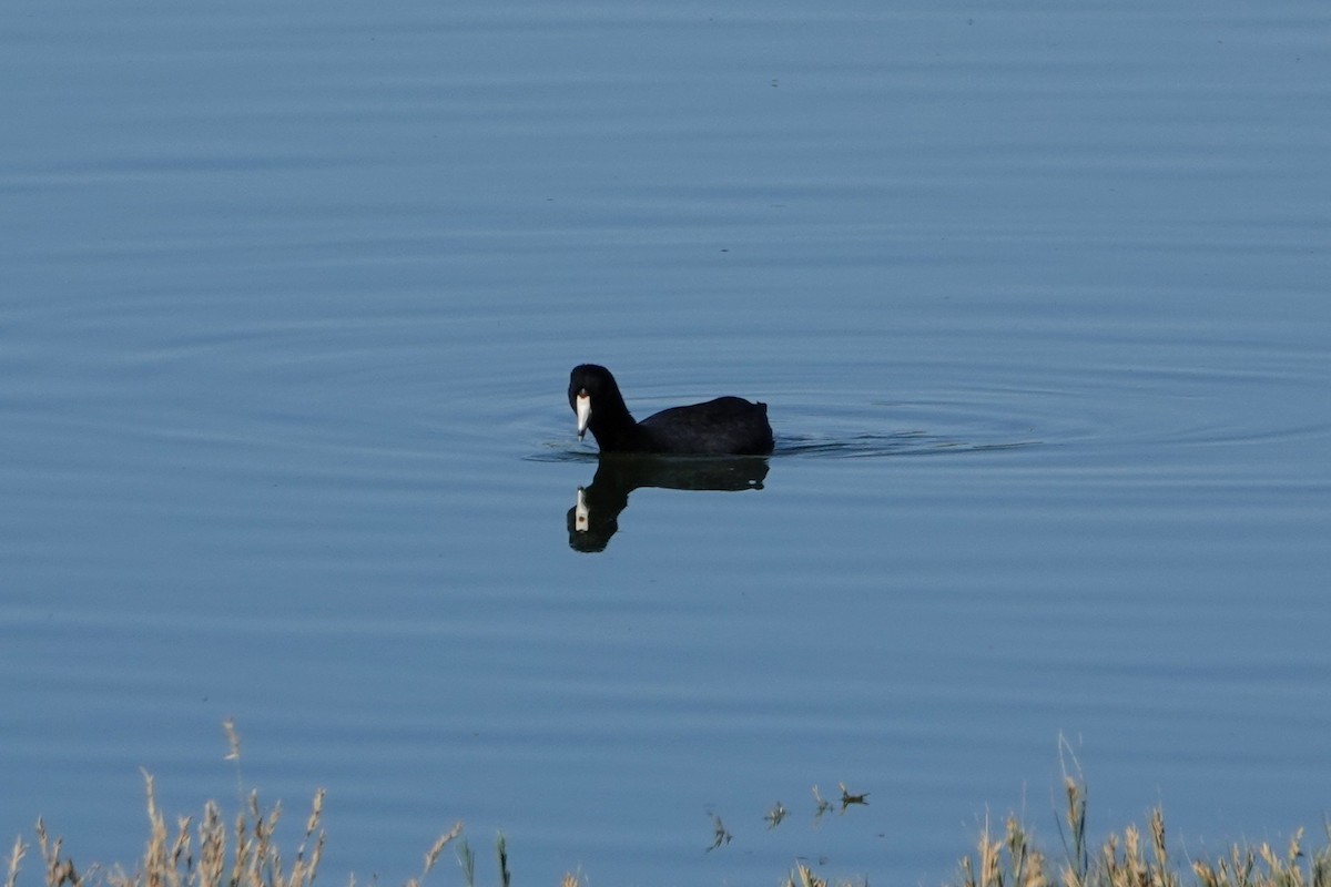 アメリカオオバン - ML645327069