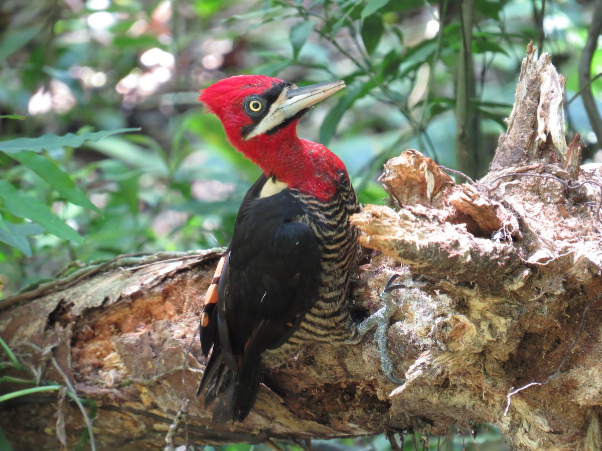 Robust Woodpecker - ML645327082