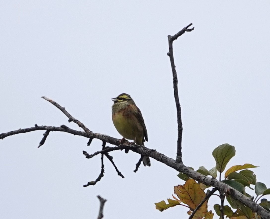 ノドグロアオジ - ML645327088