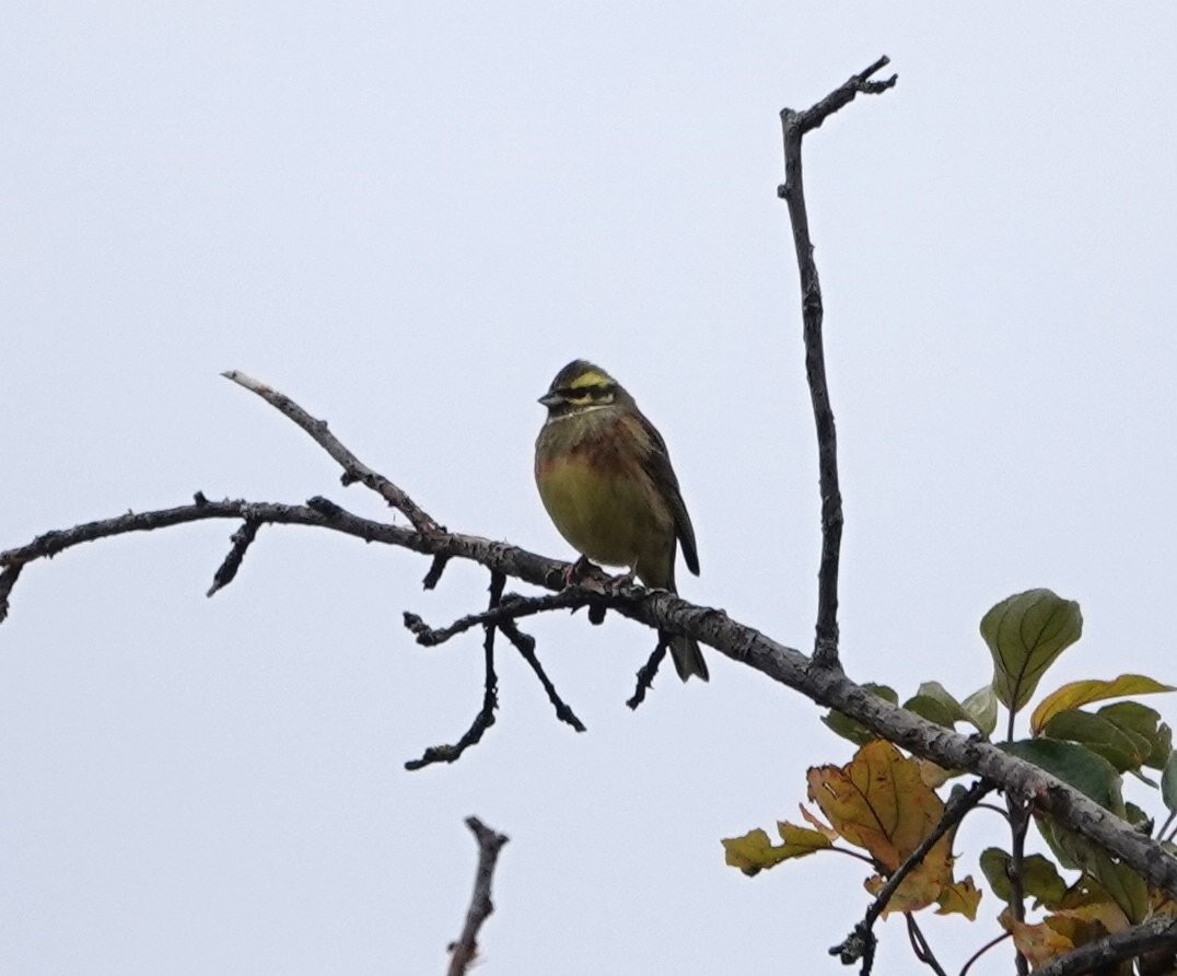 ノドグロアオジ - ML645327089