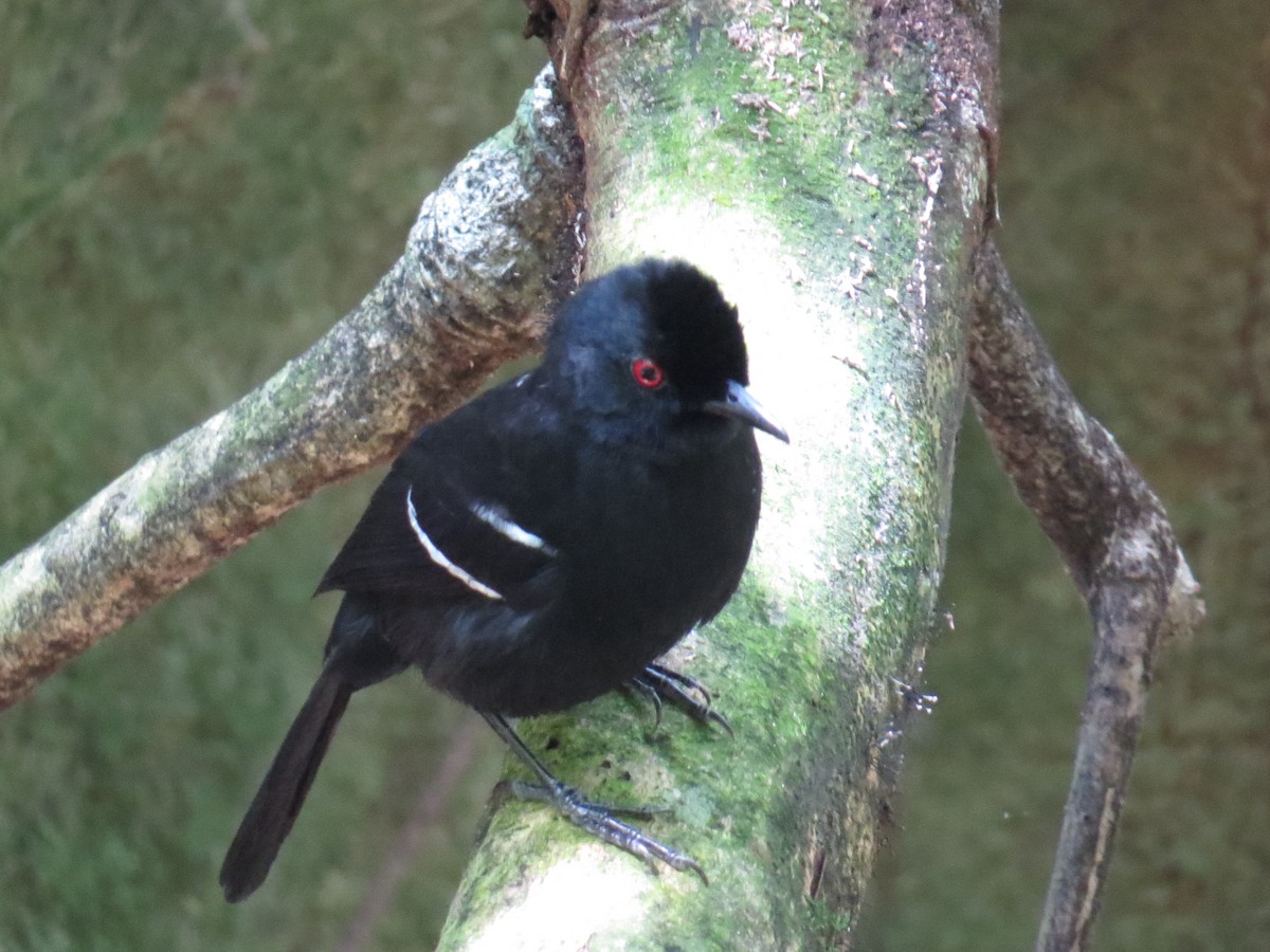 White-shouldered Fire-eye - ML645327095