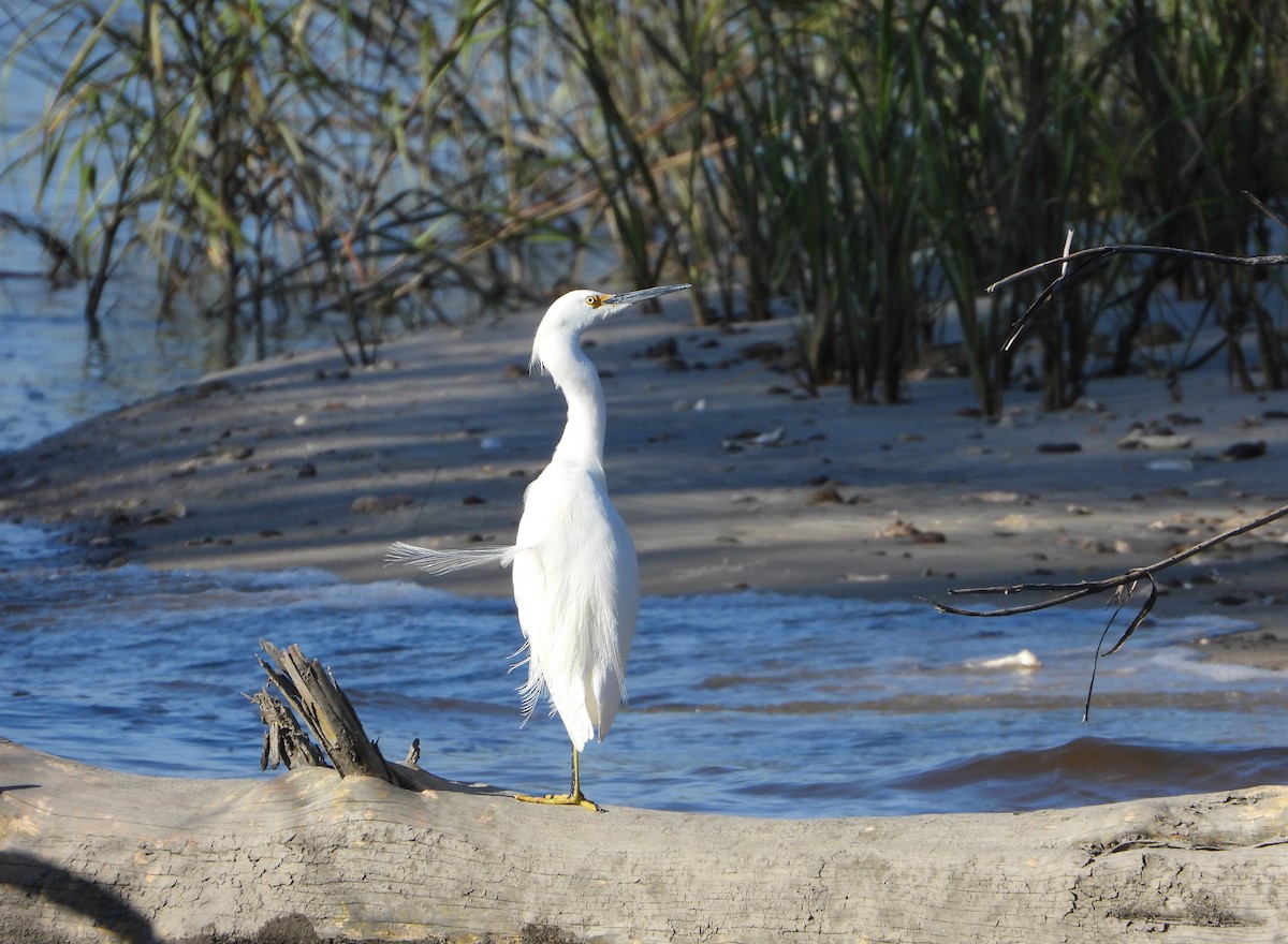 Garceta Nívea - ML645327096