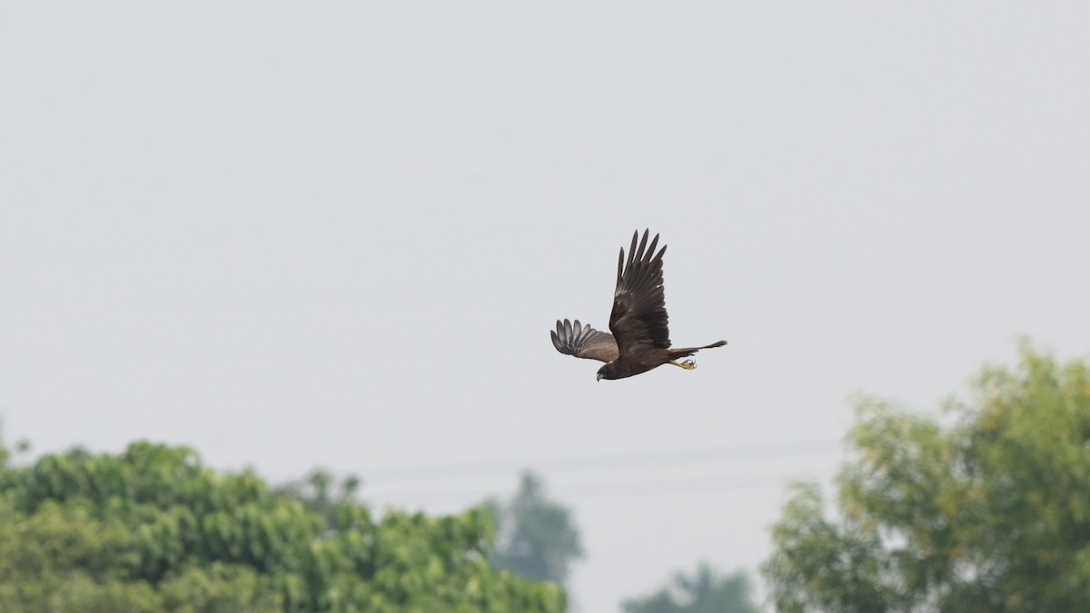 Western Marsh Harrier - ML645327099