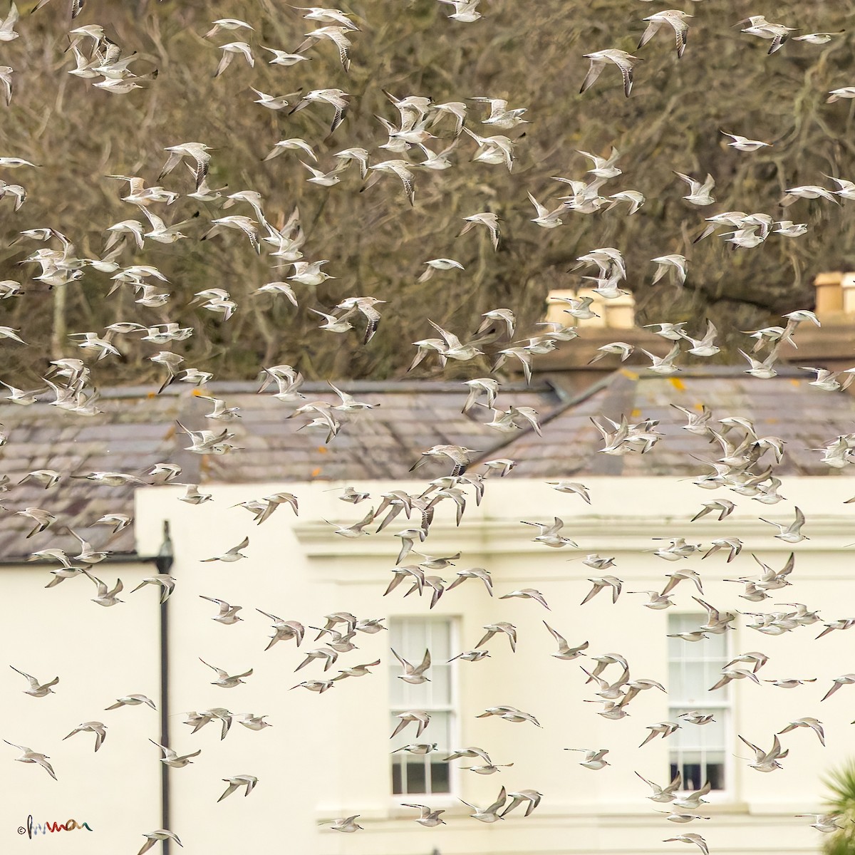 jespák rezavý - ML645327100