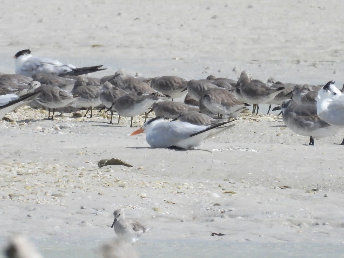 jespák rezavý - ML645327102