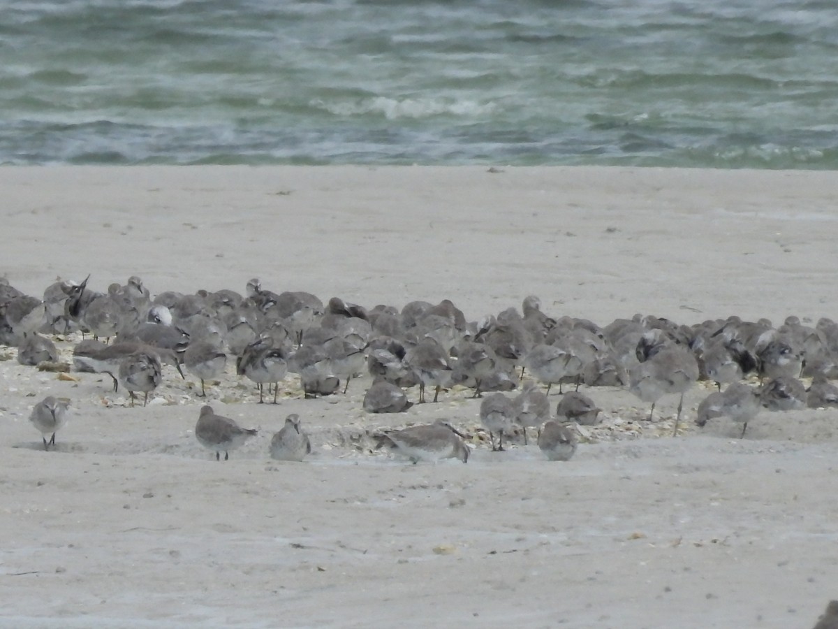 jespák rezavý - ML645327103