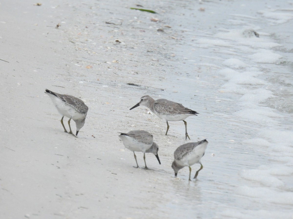 jespák rezavý - ML645327104