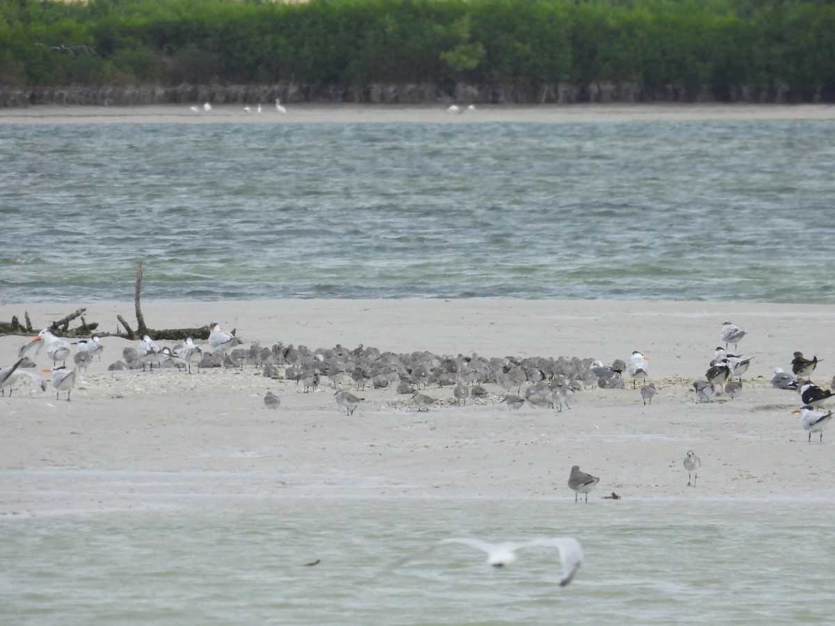 jespák rezavý - ML645327105