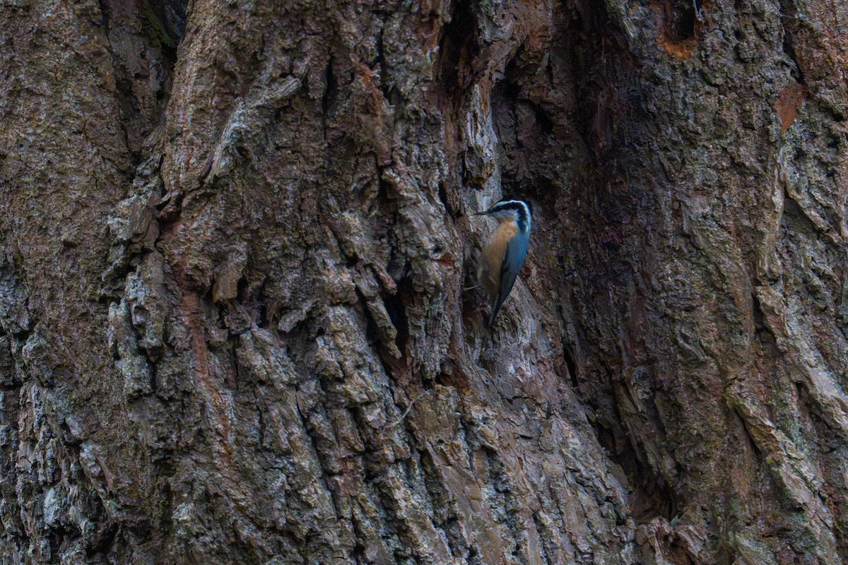 Red-breasted Nuthatch - ML645327106