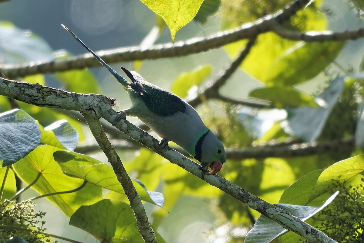 Malabar Parakeet - ML645327109