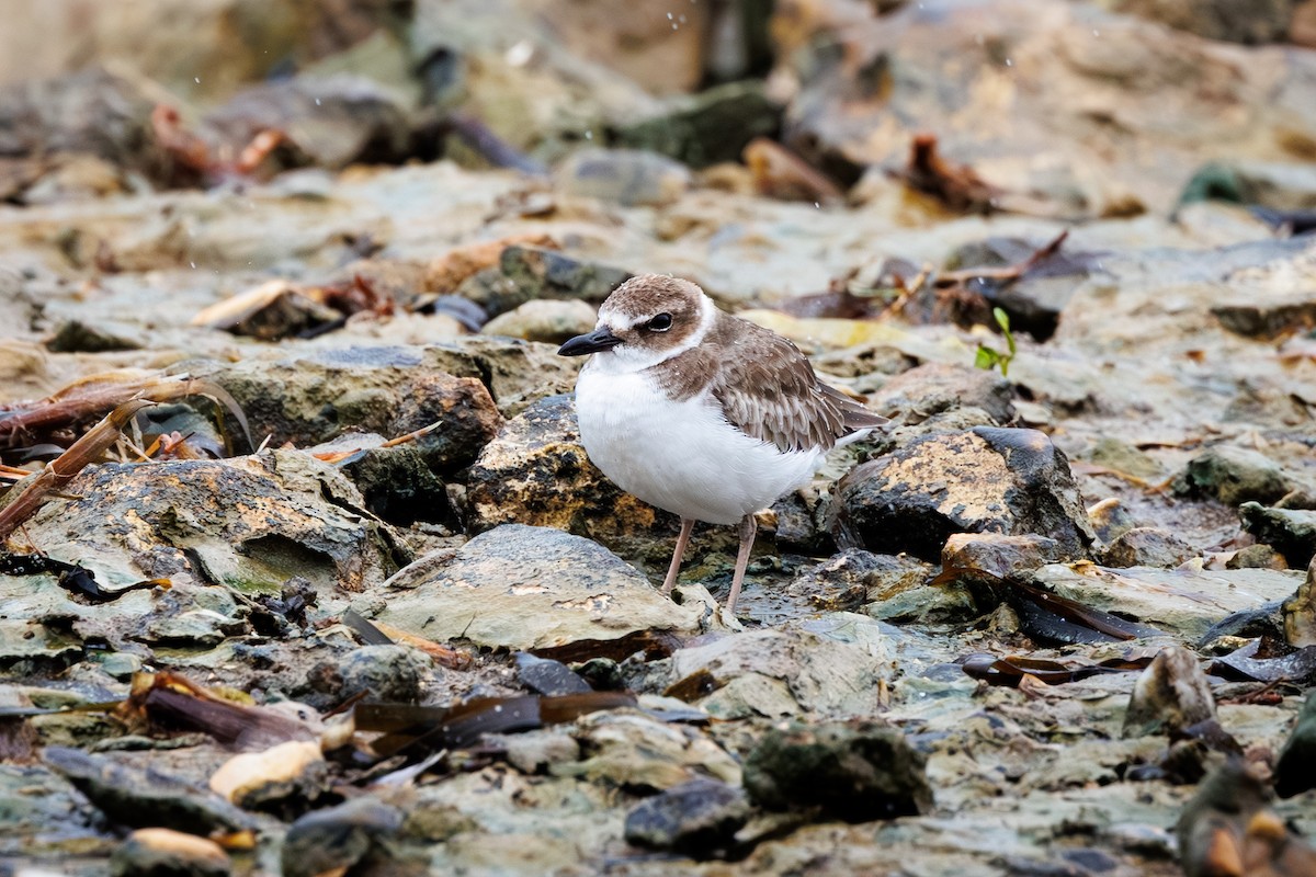 Wilson's Plover - ML645327111