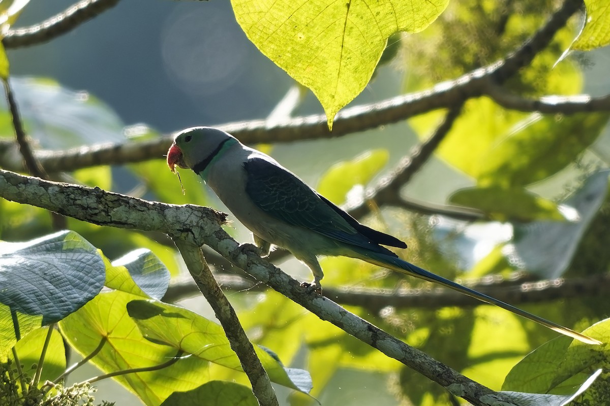 Malabar Parakeet - ML645327113