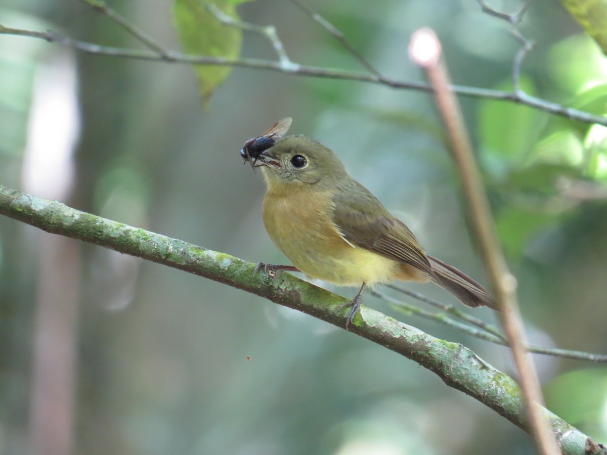 Whiskered Flycatcher - ML645327114