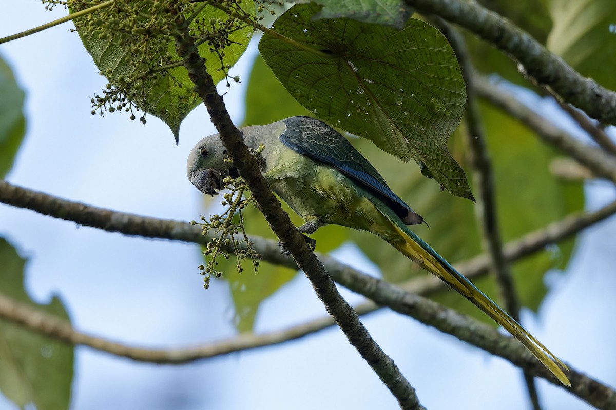 Malabar Parakeet - ML645327115