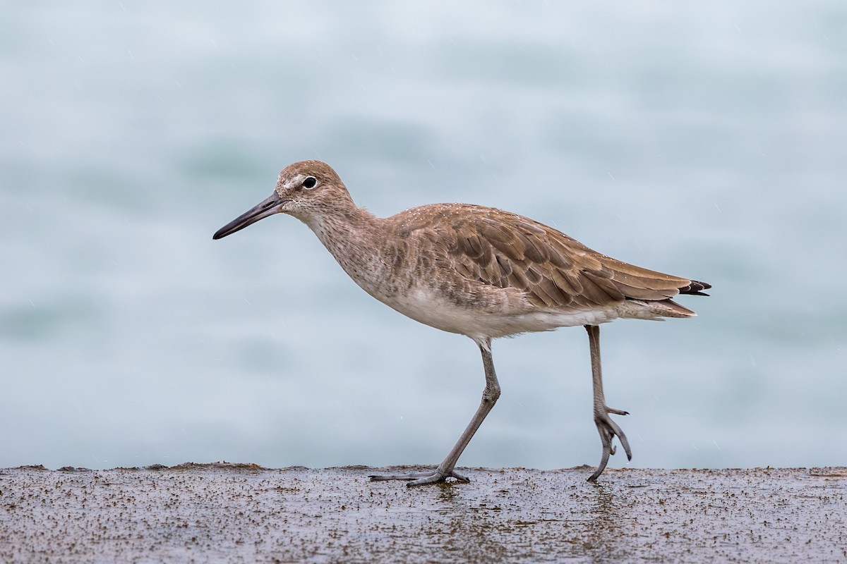 Willet - ML645327116