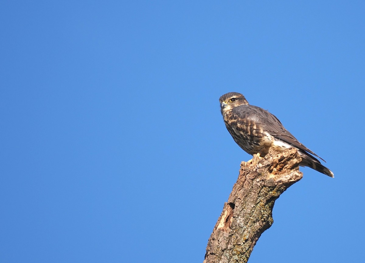 Merlin - ML645327117