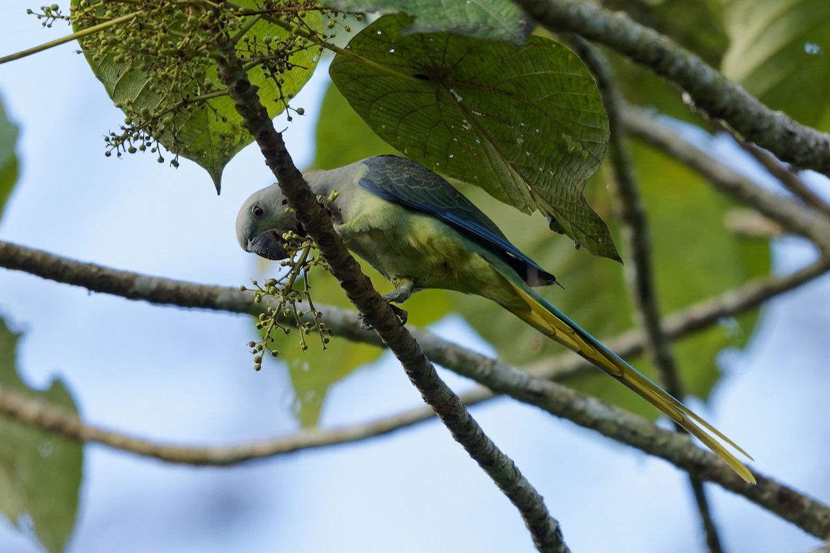 Malabar Parakeet - ML645327119