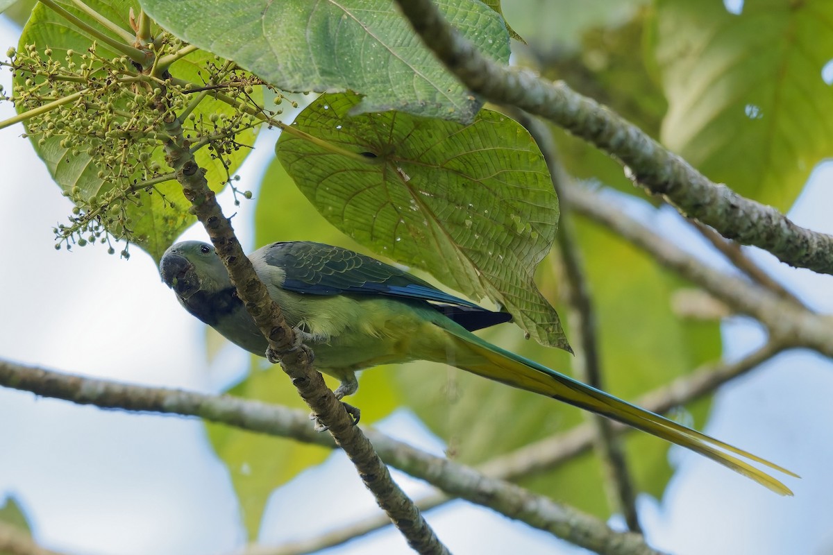 Malabar Parakeet - ML645327123