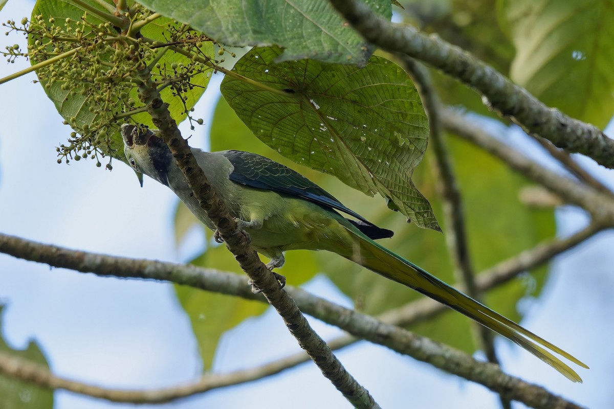 Malabar Parakeet - ML645327126