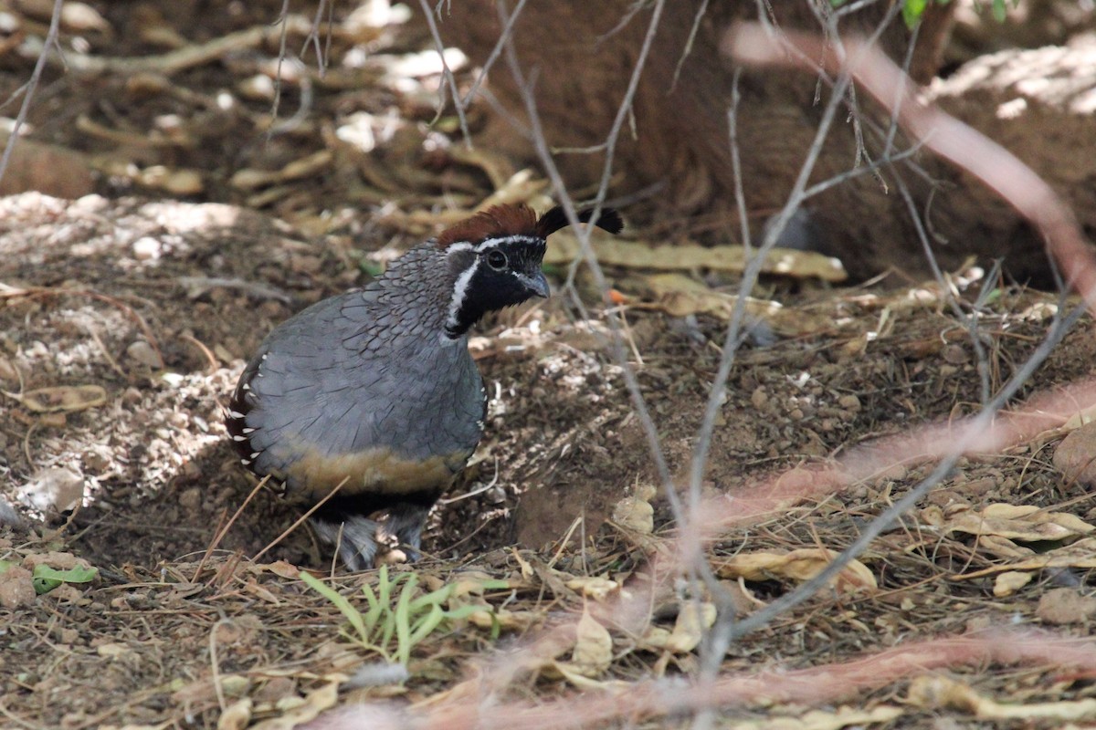Gambel's Quail - ML645327127