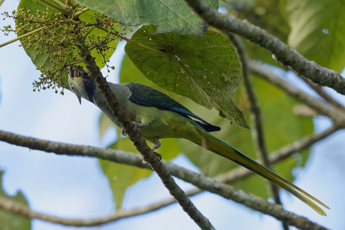 Malabar Parakeet - ML645327128