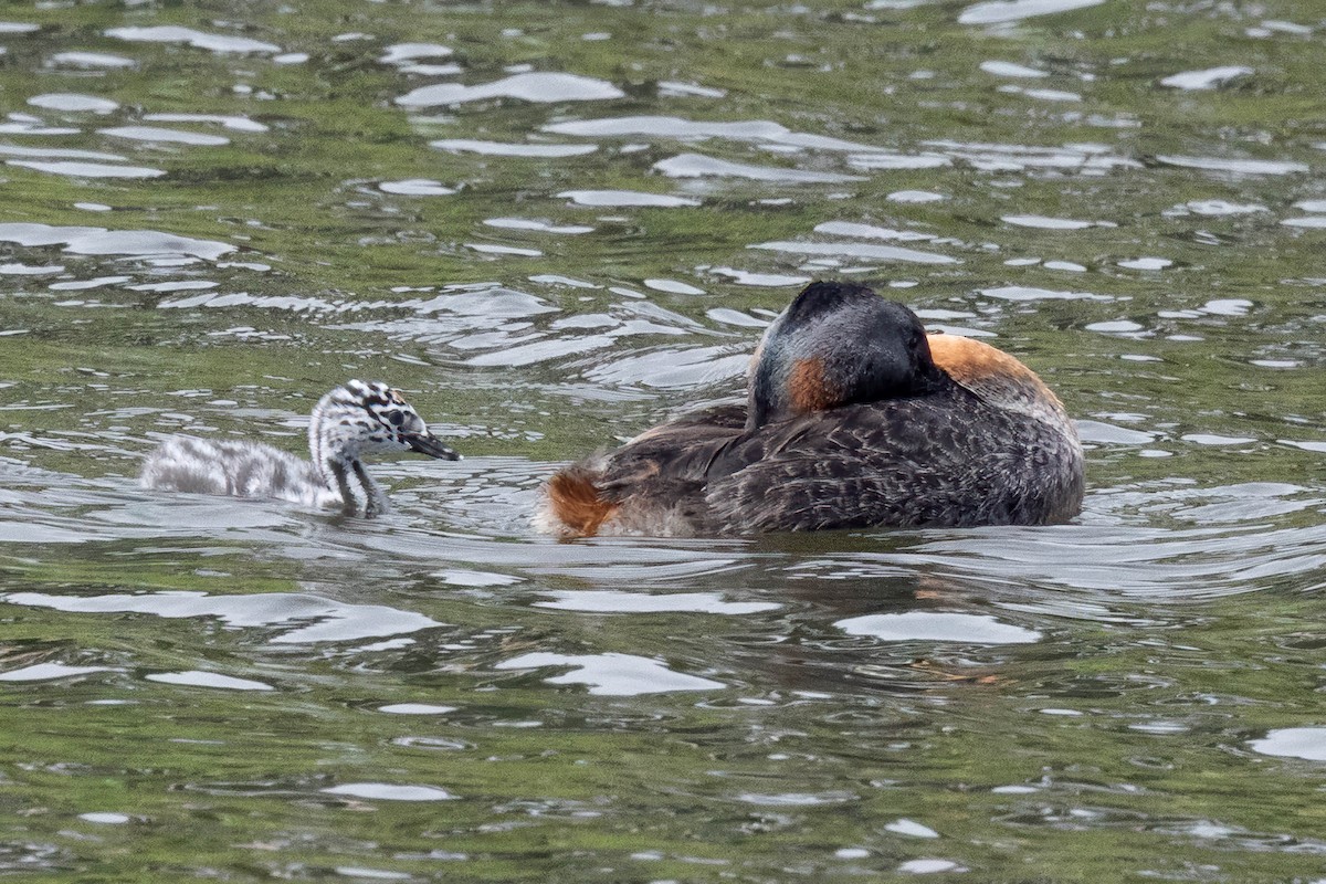 Магелланова поганка - ML645327132