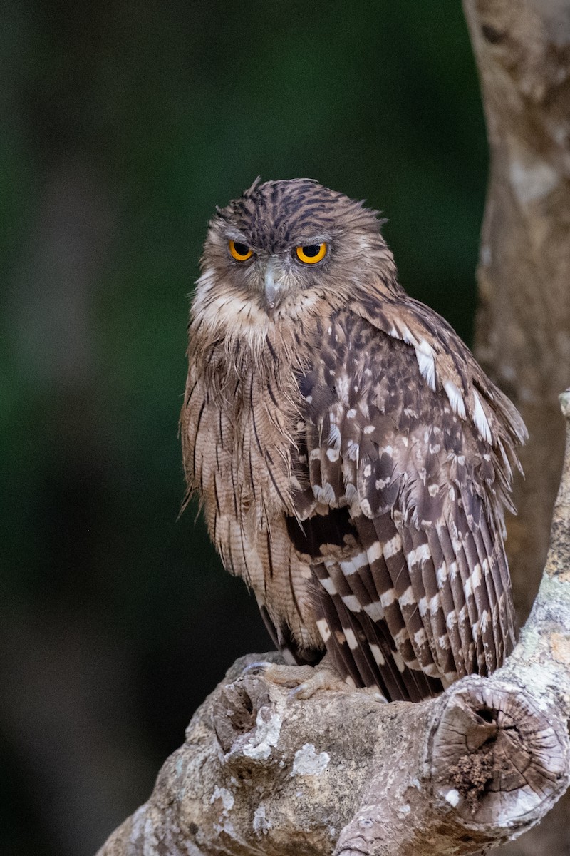 ミナミシマフクロウ - ML645327134