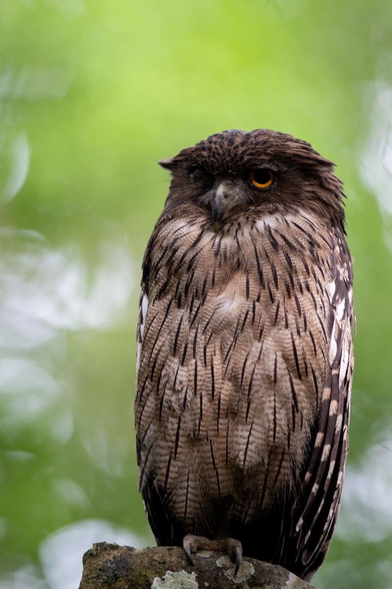 ミナミシマフクロウ - ML645327135