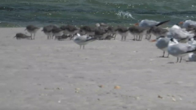 Red Knot - ML645327141