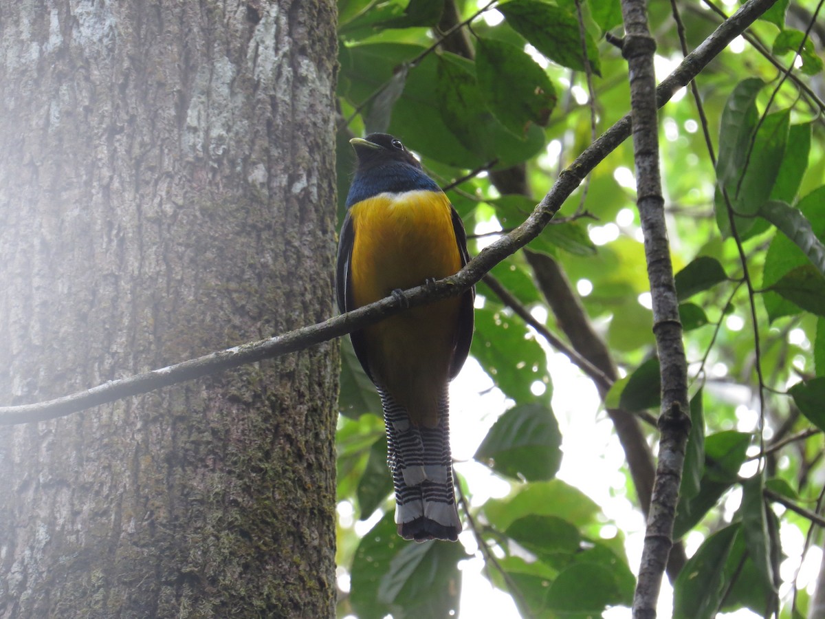 Atlantic Black-throated Trogon (Southern) - ML645327152