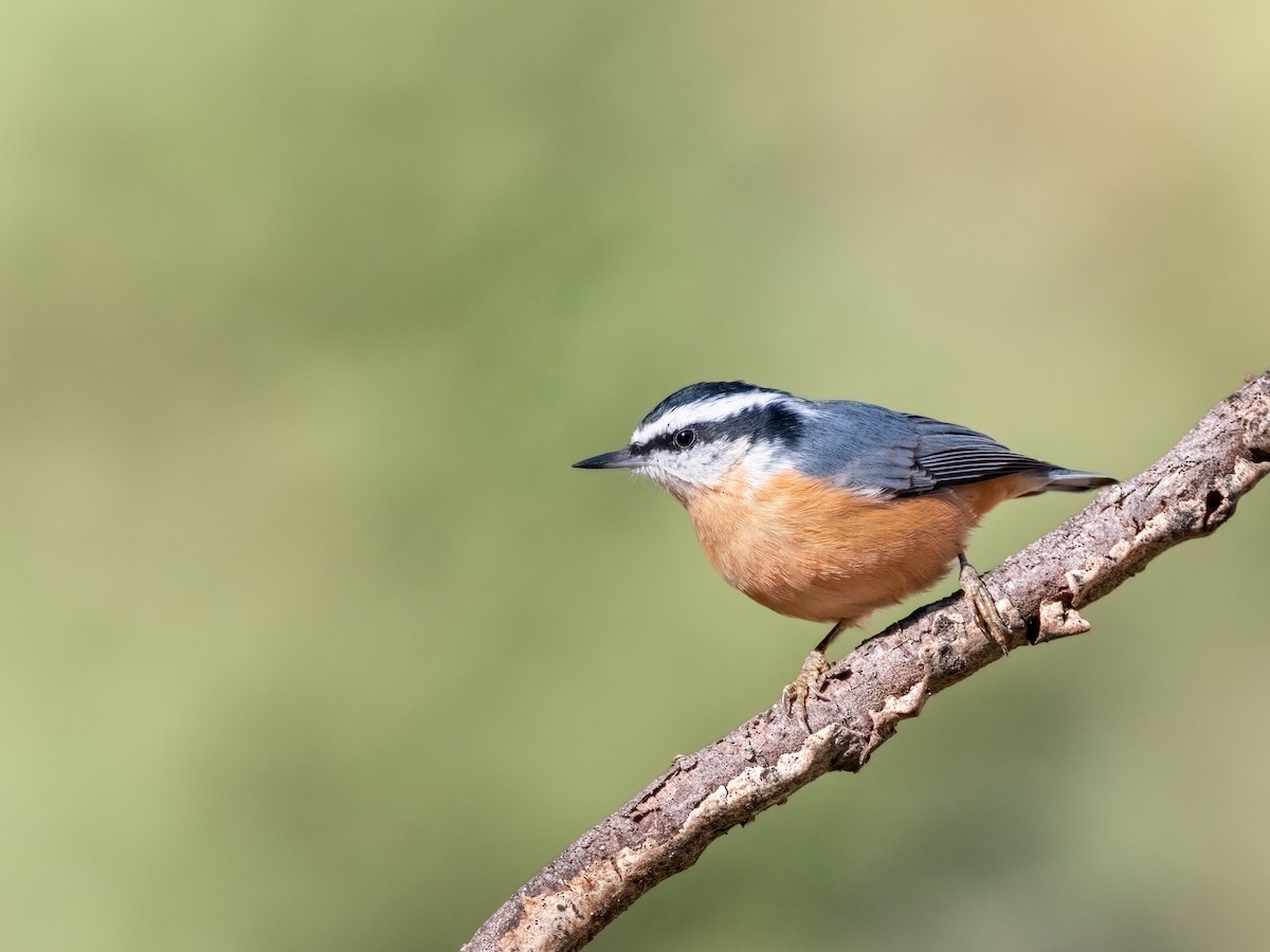 Red-breasted Nuthatch - ML645327154
