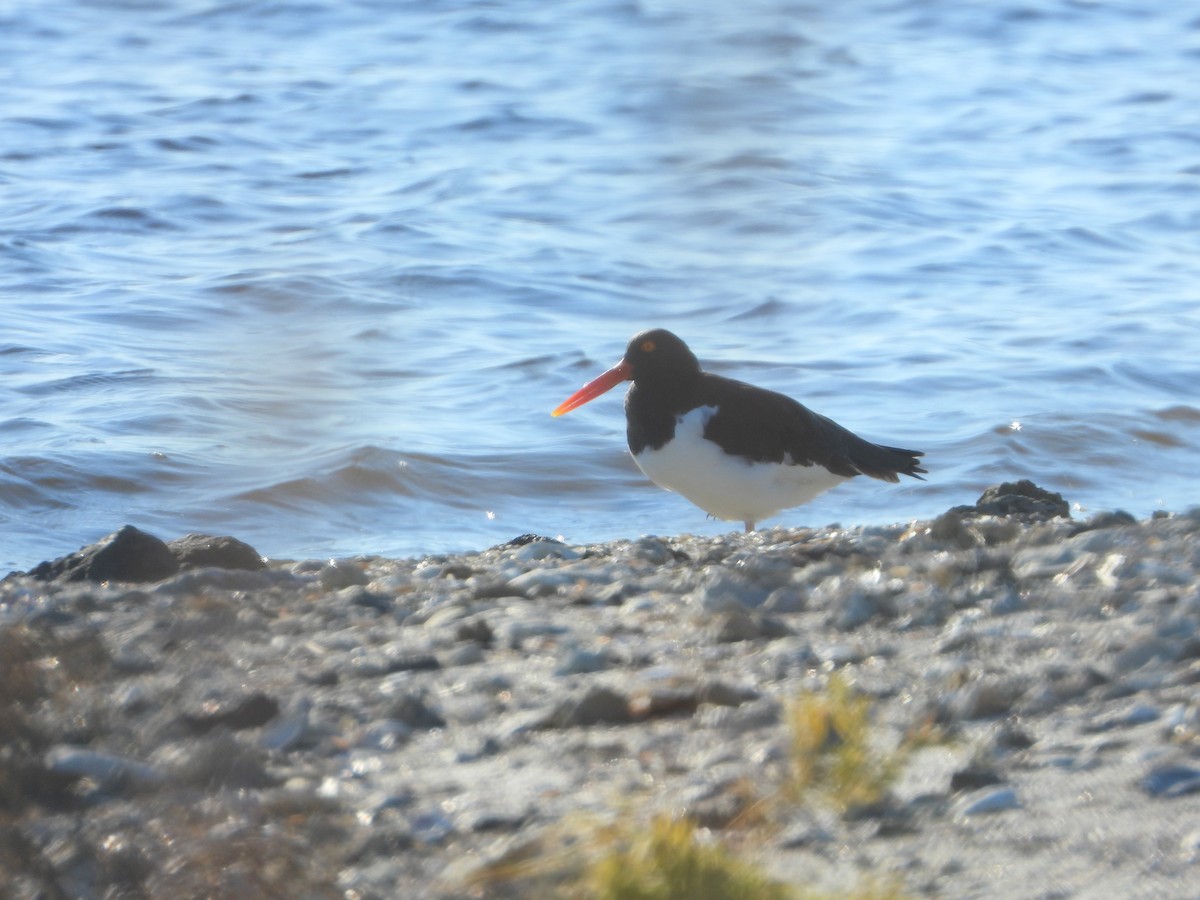 Ostrero Pío Americano - ML645327158