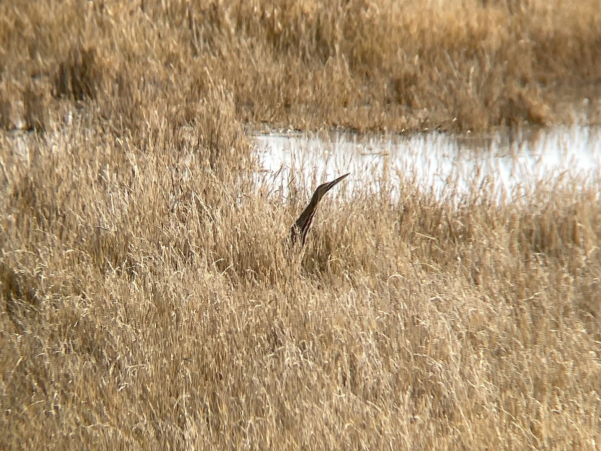American Bittern - ML645327159