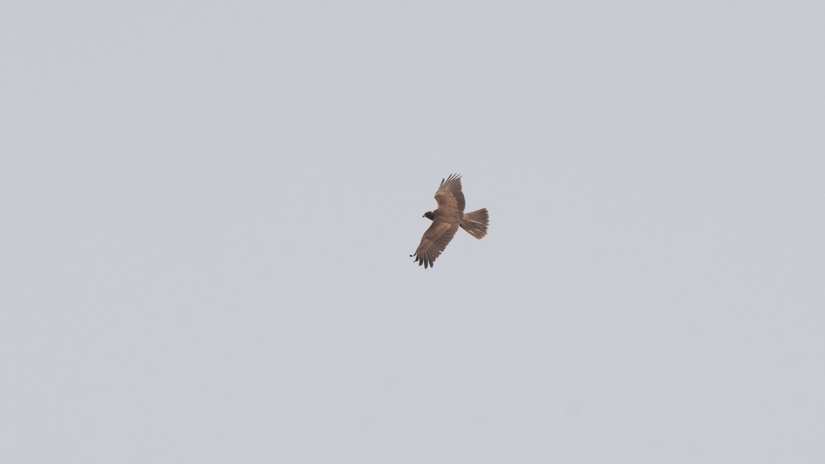 Western Marsh Harrier - ML645327162